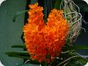 Ascocentrum miniatum